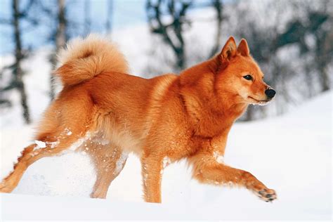 Finnish Spitz Dog Breed Information And Characteristics Daily Paws