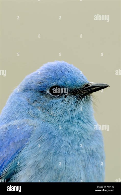 Mountain Bluebird Profile Vertical Stock Photo Alamy