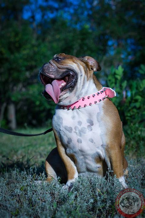 Gift cards are delivered by email and. English Bulldog 2 Rows of Spikes Pink Leather Dog Collar ...