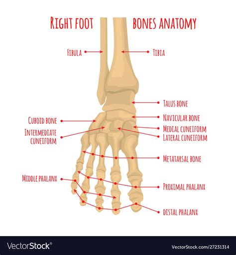 Foot Bone Anatomy Joints Anatomy Structure