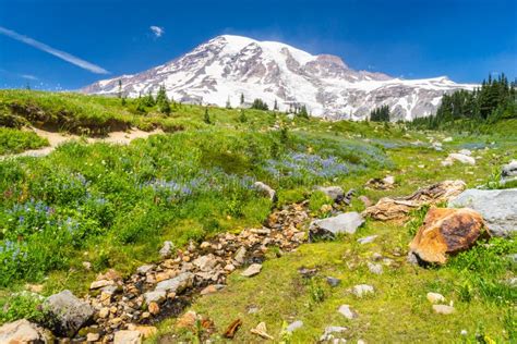 Mount Rainier Meadow Stock Image Image Of Skyline Rainier 89136445