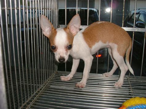 Costs to foster and adopt. Chihuahua Puppies FOR SALE ADOPTION from Manila ...