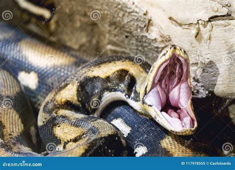 Opened Mouth Python Stock Image Image Of Constrictor 117978555