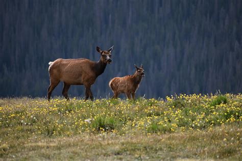 Mother And Baby Elk In Rocky Mountain National Park Photograph By The