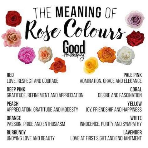 Pin By Beth Appleton On Language Of Flowers Rose Meaning Flower