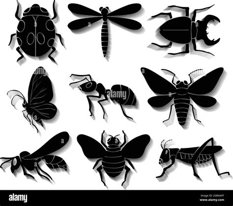 Insectes Insectes Banque Dimages Noir Et Blanc Page 2 Alamy