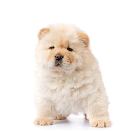 Fluffy White Chow Chow Puppy Isolated On White Background Stock Image