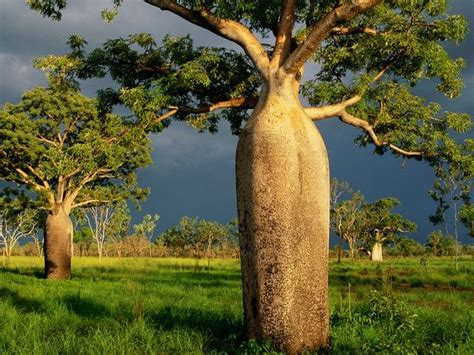 Boab Trees Kimberley Amazing Things In The World