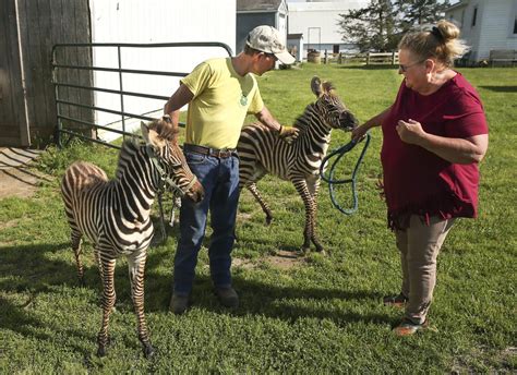 King George Farmers Are In The Zebra Zone This Spring With Babies