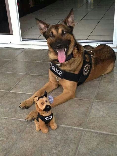 Fbi San Juan Pr K9 Ary Had To Add This In The Puppy