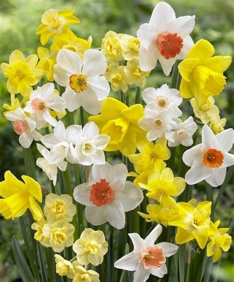 Fiori Primaverili Bulb Flowers Daffodil Bulbs Narcissus Flower