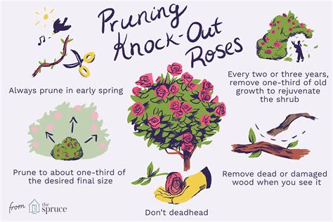 How To Prune Shrub Roses And Knock Out Roses
