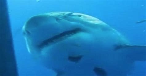 Biggest Great White Shark Ever Caught On Camera Dwarfs Divers In