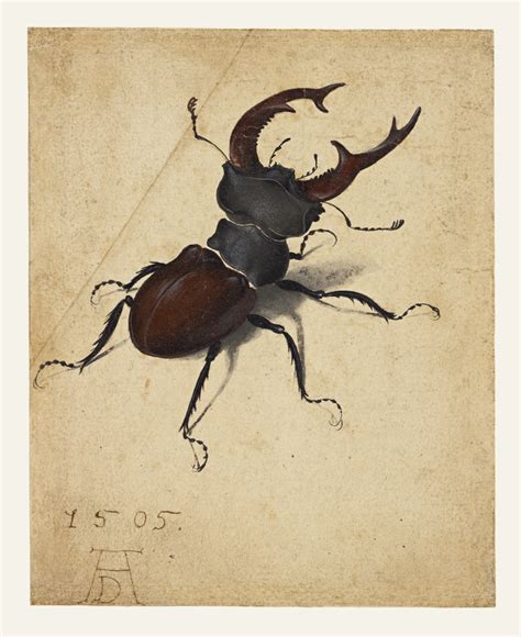 Stag Beetle Getty Museum
