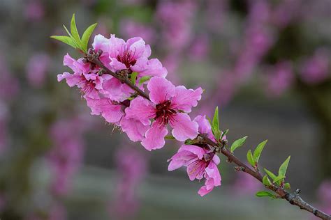 Central California Fruit Tree Blossoms Photograph By Doug Holck Fine