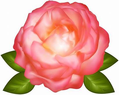 Transparent Rose Clip Clipart Roses Previous Yopriceville
