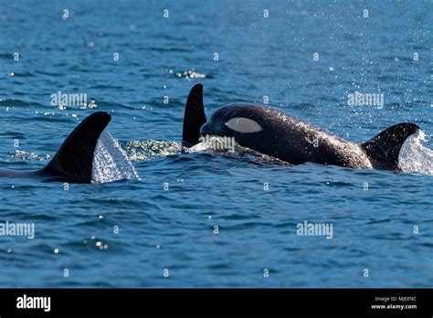 A 30 Northern Resident Killer Whales In Johnstone Strait Off Vancouver
