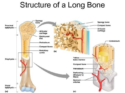 Chapter 6 Skeletal System Bones And Bone Tissue