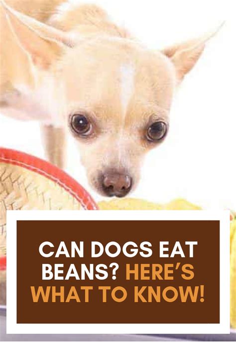 Never, ever, ever give your dog pork bones. Can Dogs Eat Beans? Here's What To Know! | Can dogs eat, Dog eating, Beans
