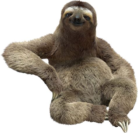 Sloth Png Transparent Image Download Size 1107x1074px