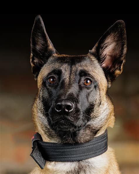 Are Belgian Malinois Protective