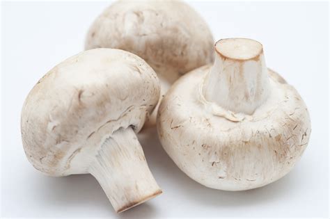 Free Image Of Three White Mushrooms On White Background Freebie