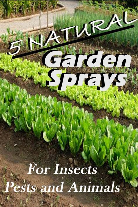 5 Natural Garden Sprays For Combating Insects Pests And Animals