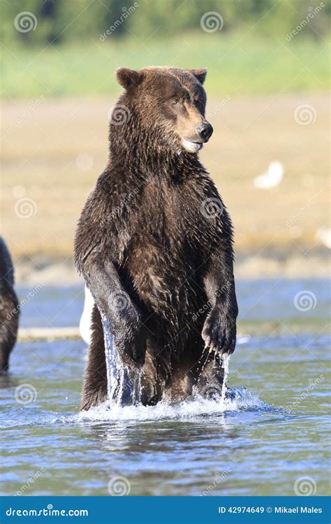 Brown Bear Standing In River In Alaska Stock Image Image Of Alaska