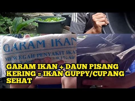 Viral video budikdamber, pelihara ikan dan tanam sayur di ember, ini cerita penemunya. CARA TERNAK IKAN GUPPY DENGAN GARAM IKAN & DAUN PISANG ...