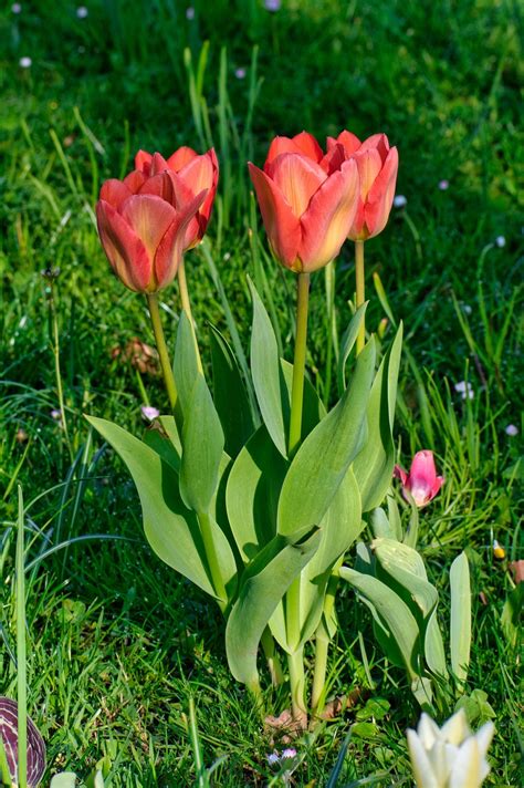 Bunga Tulip Musim Semi Tulp Foto Gratis Di Pixabay Pixabay