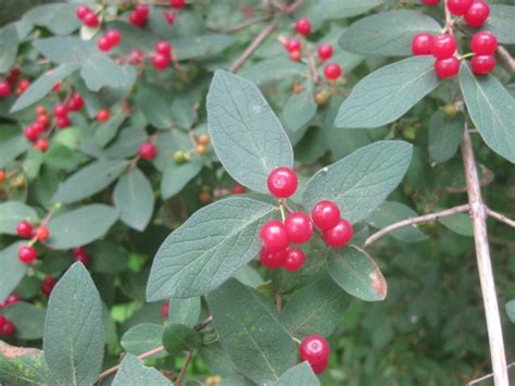 If not, ask if they can order one in or visit a native plant or bush foods nursery and see all the other wonderful edible natives on offer while you are there. Help me ID these three red berry bushes fruiting now ...