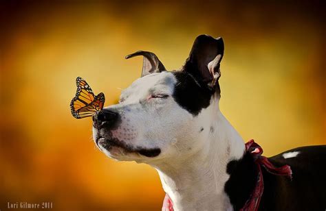 20 Animals With Butterflies Look Like Disney In Real Life