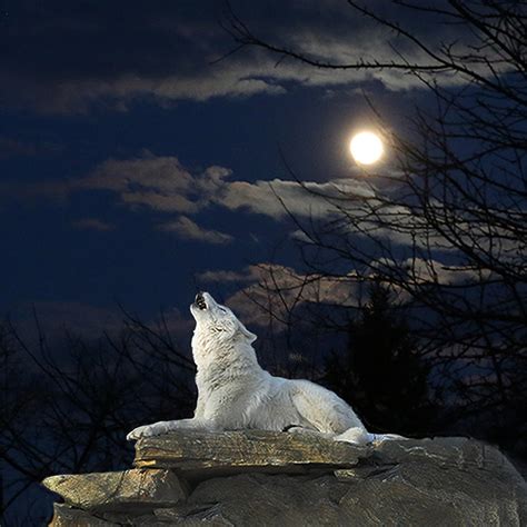 White Wolf Howling At The Moon Digital Art By Imageries Photography