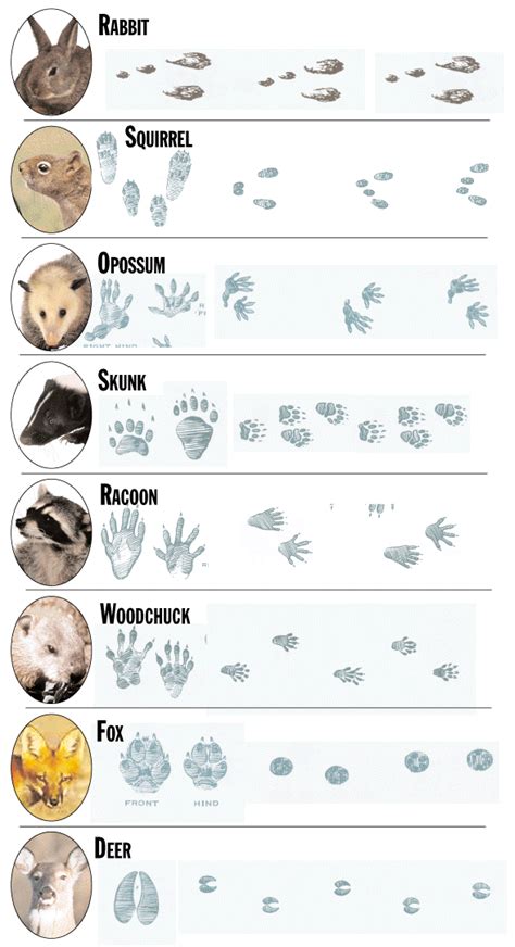 Welches tier hinterlässt welche spur? Tierspuren Gratis - Tierspuren Gratis Biologie Lernplakat ...