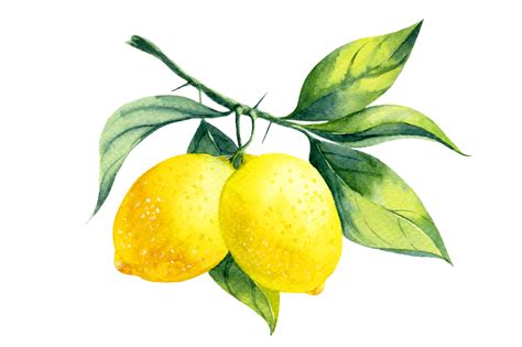 Lemon Fruit Watercolor Clipart Png In 2022 Watercolor Clipart Lemon