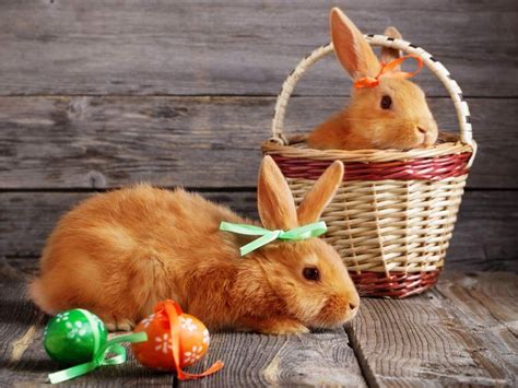 Pin On Easter Bunny Images