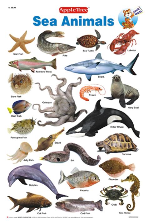 Sea Animals Name With Images