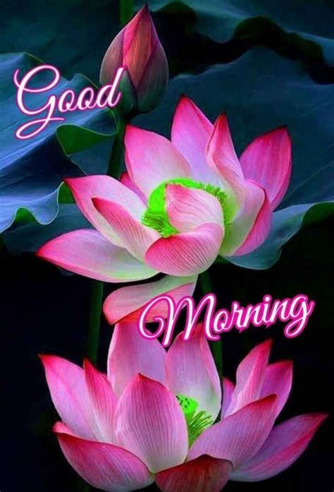 Pin by Aditi Kumari on Good morning | Good morning greetings, Morning greeting, Good morning picture