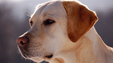Labrador Retriever Prix De Ce Chien Caractère Santé Alimentation