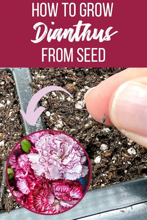 How To Grow Dianthus Carnations From Seed