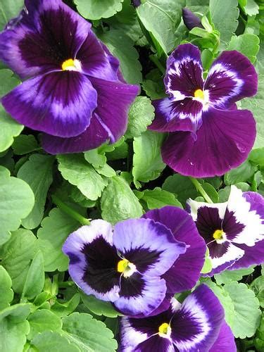 Pansy Colossus Neon Violet Pansy From Plantworks Nursery