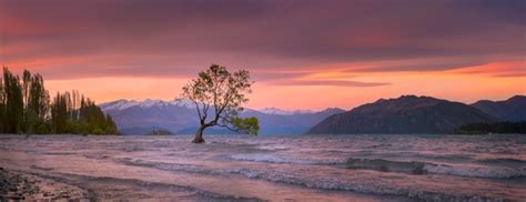 The Lone Tree Of Lake Wanaka New Zealand By Hansel Haddams