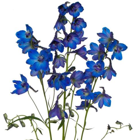 Wholesale Sunshine Dark Blue Delphinium Delivered Online Flowerfarm