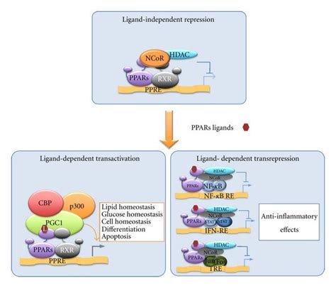 PPARs Mediated Mechanisms Of Transcriptional Regulation In The Absence