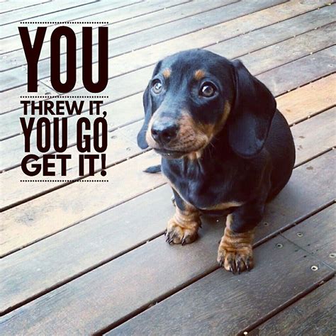 Pin By Wags For Weenies On Dachshund Funny Quotes Meme Weenie Dogs