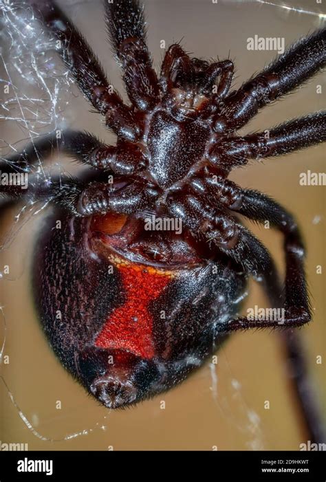 Black Widow Spider Latrodectus Mactans Stock Photo Alamy