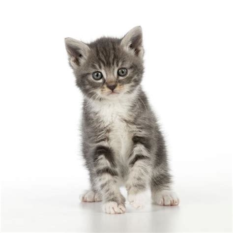 Grey Tabby Kitten Photographic Print