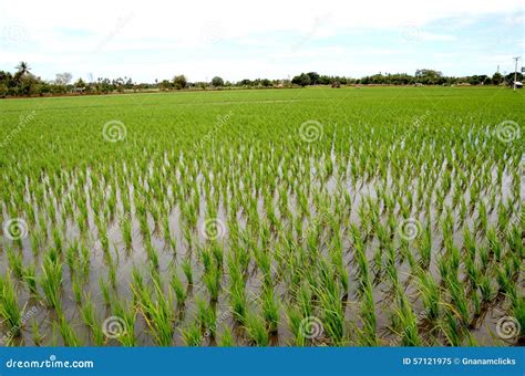 Young Rice Plant Field Stock Image Image Of Meadow Growing 57121975