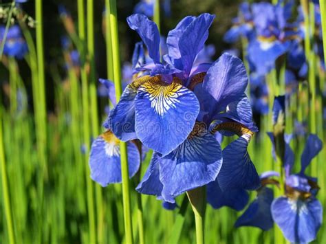 Blue Iris Flower Stock Photo Image Of Leaf Green Nature 32365238