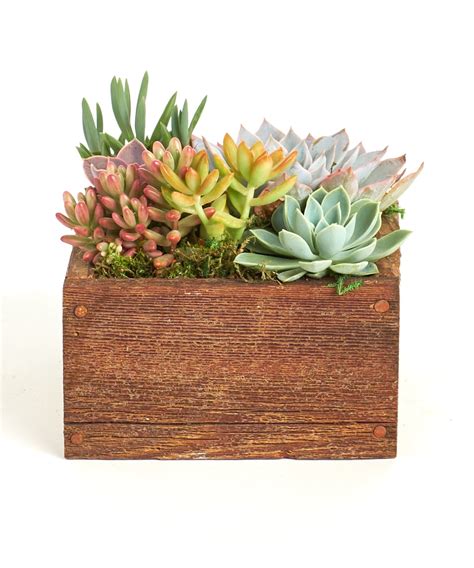 Home Botanicals 6 Wood Succulent Planter Comes Planted With Live